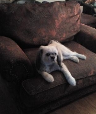 OG the dog-255614-edited.jpg